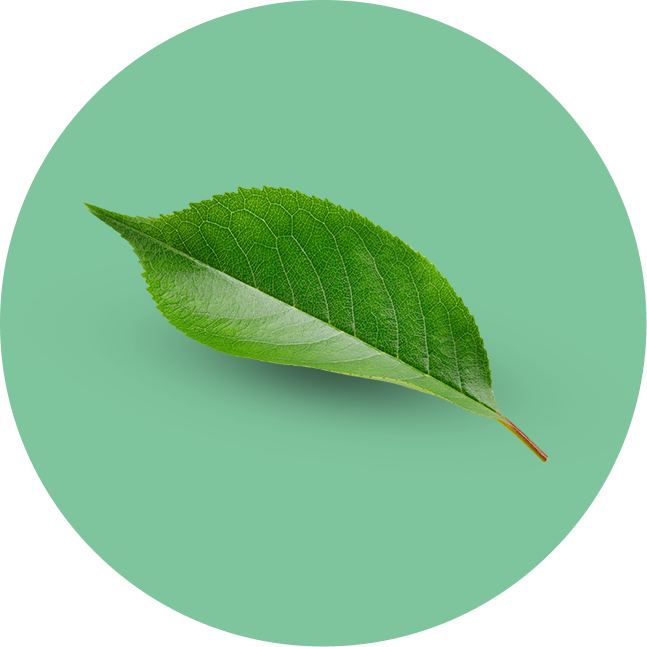 Leaf on green background
