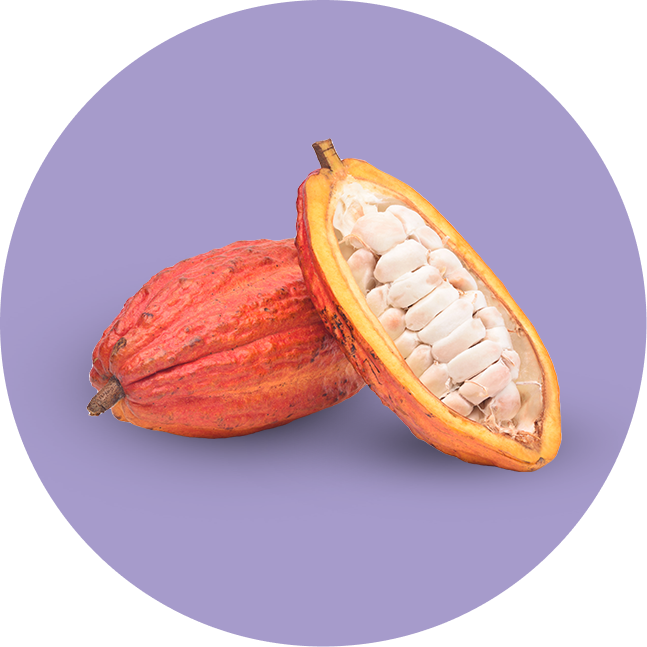 Two Cocoa Seeds on purple background